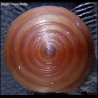 Calliostoma per spirale.jpg